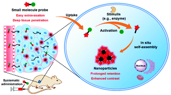 Graphical abstract: Recent advances in stimuli-responsive in situ self-assembly of small molecule probes for in vivo imaging of enzymatic activity
