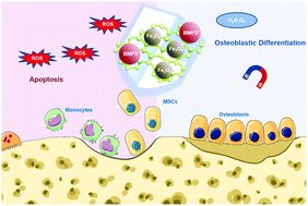 Graphical abstract: Fe3O4@GO magnetic nanocomposites protect mesenchymal stem cells and promote osteogenic differentiation of rat bone marrow mesenchymal stem cells
