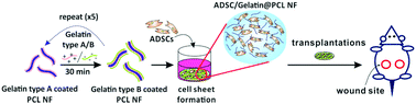 Graphical abstract: Self-assembled cell sheets composed of mesenchymal stem cells and gelatin nanofibers for the treatment of full-thickness wounds