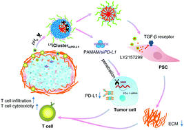 Graphical abstract: Co-inhibition of the TGF-β pathway and the PD-L1 checkpoint by pH-responsive clustered nanoparticles for pancreatic cancer microenvironment regulation and anti-tumor immunotherapy