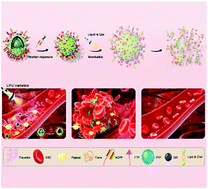 Graphical abstract: Thrombin-responsive engineered nanoexcavator with full-thickness infiltration capability for pharmaceutical-free deep venous thrombosis theranostics
