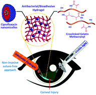 Graphical abstract: Ciprofloxacin-loaded bioadhesive hydrogels for ocular applications