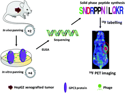 Graphical abstract: The development of a Glypican-3-specific binding peptide using in vivo and in vitro two-step phage display screening for the PET imaging of hepatocellular carcinoma