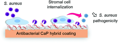 Graphical abstract: Biopolymers-calcium phosphate antibacterial coating reduces the pathogenicity of internalized bacteria by mesenchymal stromal cells