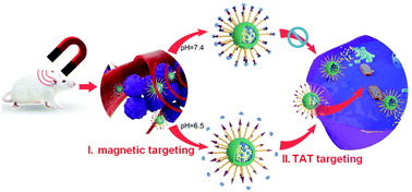 Graphical abstract: A cascade dual-targeted nanocarrier for enhanced alectinib delivery to ALK-positive lung cancer