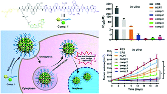 Graphical abstract: Nuclear delivery of dual anti-cancer drugs by molecular self-assembly