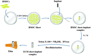 Graphical abstract: Stem-cell-derived ECM sheet–implant complexes for enhancing osseointegration
