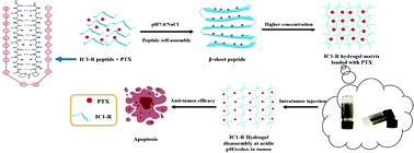 Graphical abstract: Injectable pH and redox dual responsive hydrogels based on self-assembled peptides for anti-tumor drug delivery