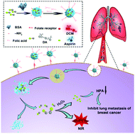 Graphical abstract: The improved targeting of an aspirin prodrug albumin-based nanosystem for visualizing and inhibiting lung metastasis of breast cancer