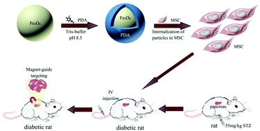 Graphical abstract: Efficacy of Fe3O4@polydopamine nanoparticle-labeled human umbilical cord Wharton's jelly-derived mesenchymal stem cells in the treatment of streptozotocin-induced diabetes in rats
