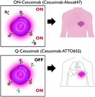 Graphical abstract: Quenched cetuximab conjugate for fast fluorescence imaging of EGFR-positive lung cancers