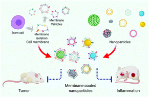 Graphical abstract: Recent advances in mesenchymal stem cell membrane-coated nanoparticles for enhanced drug delivery