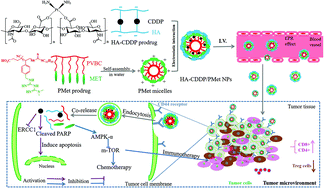 Graphical abstract: Dual polymeric prodrug co-assembled nanoparticles with precise ratiometric co-delivery of cisplatin and metformin for lung cancer chemoimmunotherapy