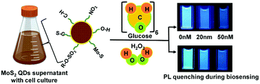 Graphical abstract: A study of microbially fabricated bio-conjugated quantum dots for pico-molar sensing of H2O2 and glucose