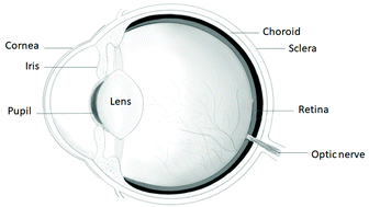 Graphical abstract: The progress in corneal translational medicine