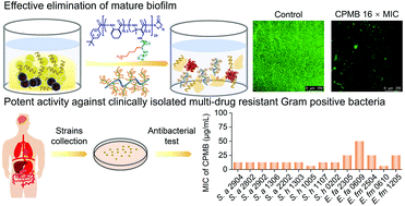 Graphical abstract: An alpha/beta chimeric peptide molecular brush for eradicating MRSA biofilms and persister cells to mitigate antimicrobial resistance