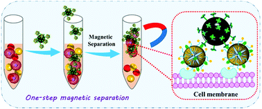 Graphical abstract: Folic acid-functionalized magnetic nanoprobes via a PAMAM dendrimer/SA-biotin mediated cascade-amplifying system for the efficient enrichment of circulating tumor cells