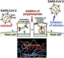 Graphical abstract: The biomaterial polyphosphate blocks stoichiometric binding of the SARS-CoV-2 S-protein to the cellular ACE2 receptor