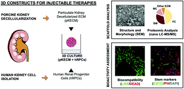 Graphical abstract: Particulate kidney extracellular matrix: bioactivity and proteomic analysis of a novel scaffold from porcine origin