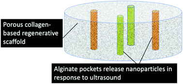 Graphical abstract: Development of wound healing scaffolds with precisely-triggered sequential release of therapeutic nanoparticles