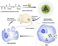 Graphical abstract: Overcoming therapeutic failure in osteosarcoma via Apatinib-encapsulated hydrophobic poly(ester amide) nanoparticles