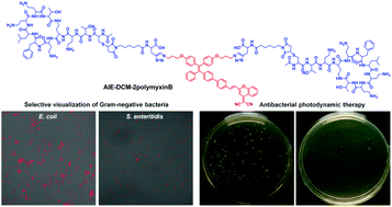 Graphical abstract: A peptide-based aggregation-induced emission bioprobe for selective detection and photodynamic killing of Gram-negative bacteria