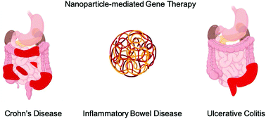 Graphical abstract: Nanoparticle-mediated gene therapy strategies for mitigating inflammatory bowel disease