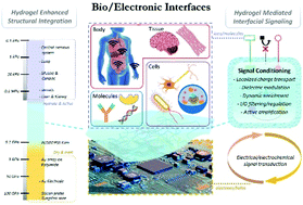 Graphical abstract: Hydrogel facilitated bioelectronic integration