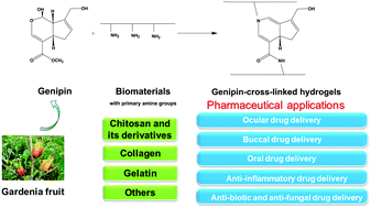 Graphical abstract: Genipin-cross-linked hydrogels based on biomaterials for drug delivery: a review
