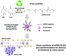 Graphical abstract: Green synthesis of methoxy-poly(ethylene glycol)-block-poly(l-lactide-co-glycolide) copolymer using zinc proline as a biocompatible initiator for irinotecan delivery to colon cancer in vivo