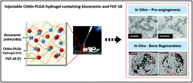 Graphical abstract: Combinatorial effect of nano whitlockite/nano bioglass with FGF-18 in an injectable hydrogel for craniofacial bone regeneration