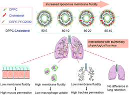Graphical abstract: Exploring the influence of inhaled liposome membrane fluidity on its interaction with pulmonary physiological barriers