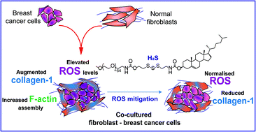 Graphical abstract: Trisulfide linked cholesteryl PEG conjugate attenuates intracellular ROS and collagen-1 production in a breast cancer co-culture model