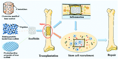 Graphical abstract: Stem cell recruitment based on scaffold features for bone tissue engineering