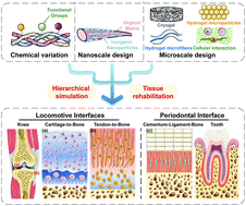 Graphical abstract: Hierarchical and heterogeneous hydrogel system as a promising strategy for diversified interfacial tissue regeneration