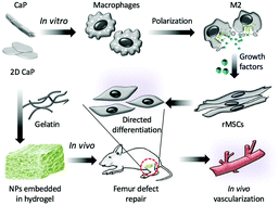 Graphical abstract: In vitro and in vivo osteogenesis up-regulated by two-dimensional nanosheets through a macrophage-mediated pathway