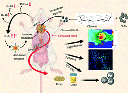 Graphical abstract: Rapid tumor inhibition via magnetic hyperthermia regulated by caspase 3 with time-dependent clearance of iron oxide nanoparticles