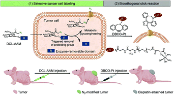 Graphical abstract: Cancer cell-targeted cisplatin prodrug delivery in vivo via metabolic labeling and bioorthogonal click reaction