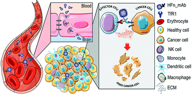Graphical abstract: H-Ferritin nanoparticle-mediated delivery of antibodies across a BBB in vitro model for treatment of brain malignancies