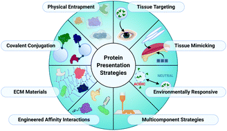 Graphical abstract: Biomaterials for protein delivery for complex tissue healing responses