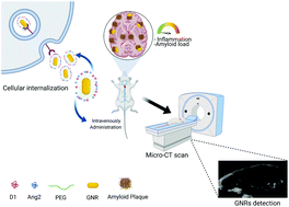 Graphical abstract: In vivo micro computed tomography detection and decrease in amyloid load by using multifunctionalized gold nanorods: a neurotheranostic platform for Alzheimer's disease