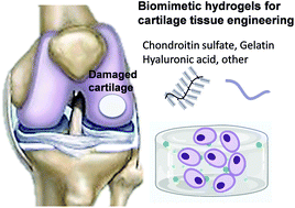 Graphical abstract: Biomimetic hydrogels designed for cartilage tissue engineering