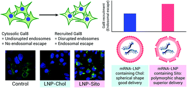 Graphical abstract: Illuminating endosomal escape of polymorphic lipid nanoparticles that boost mRNA delivery