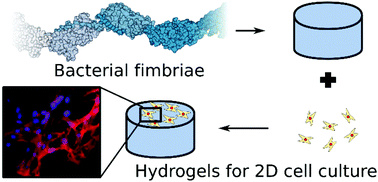 Graphical abstract: Hydrogels of engineered bacterial fimbriae can finely tune 2D human cell culture