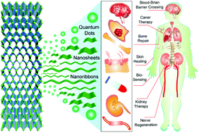 Graphical abstract: 2D phosphorene nanosheets, quantum dots, nanoribbons: synthesis and biomedical applications