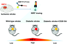 Graphical abstract: Dynamic change of MMP-9 in diabetic stroke visualized by optical imaging and treated with CD28 superagonist