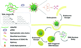 Graphical abstract: Zn(ii)-Dipicolylamine analogues with amphiphilic side chains endow low molecular weight PEI with high transfection performance