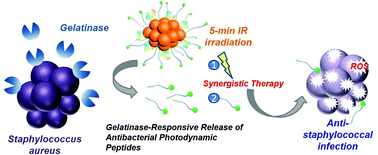 Graphical abstract: Gelatinase-responsive release of an antibacterial photodynamic peptide against Staphylococcus aureus