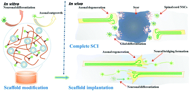 Graphical abstract: Binary scaffold facilitates in situ regeneration of axons and neurons for complete spinal cord injury repair