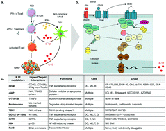 Graphical abstract: The chemical biology of IL-12 production via the non-canonical NFkB pathway